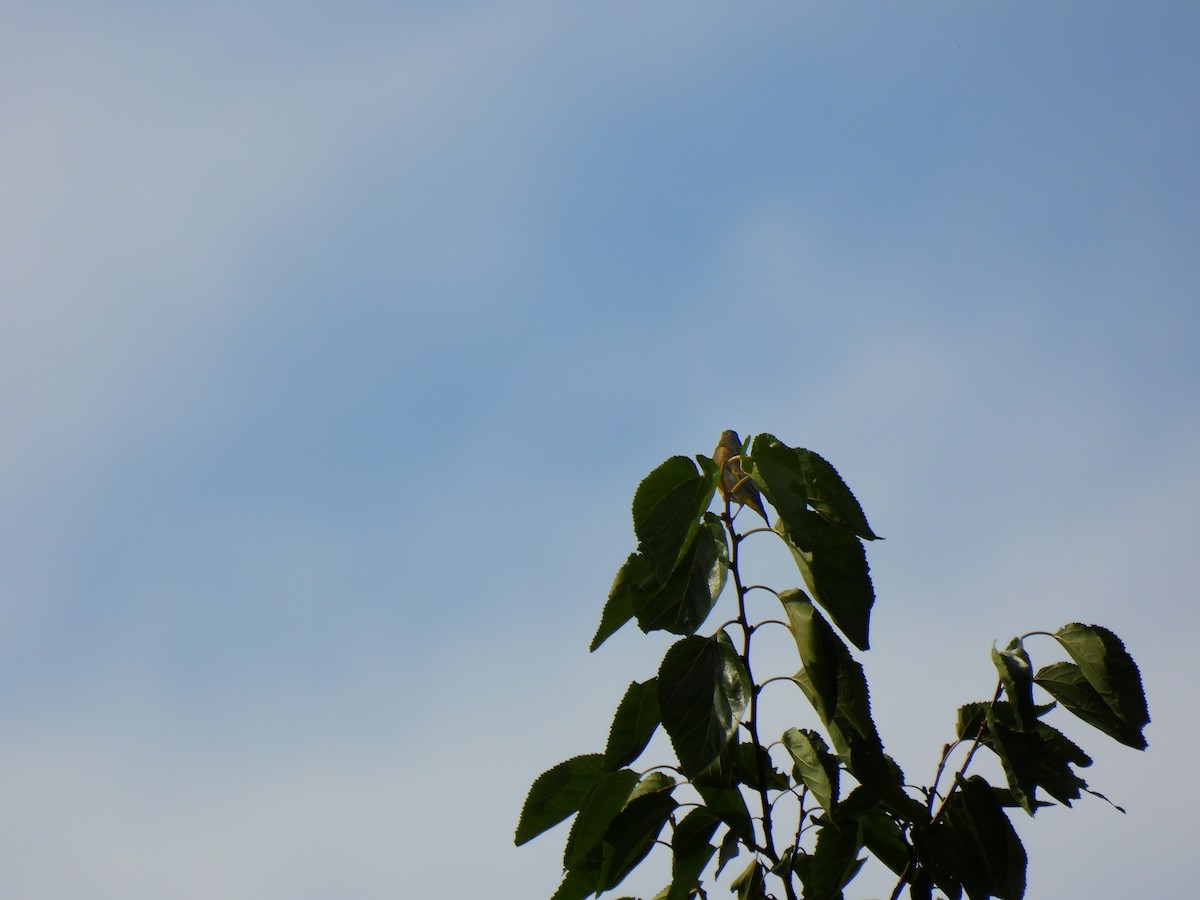 Oriental Greenfinch - ML646888021