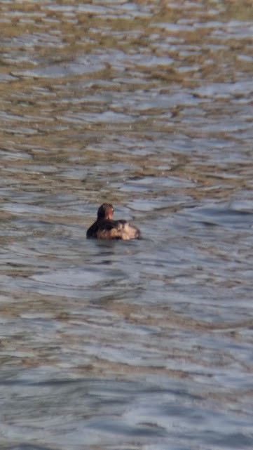 Little Grebe - ML646888025