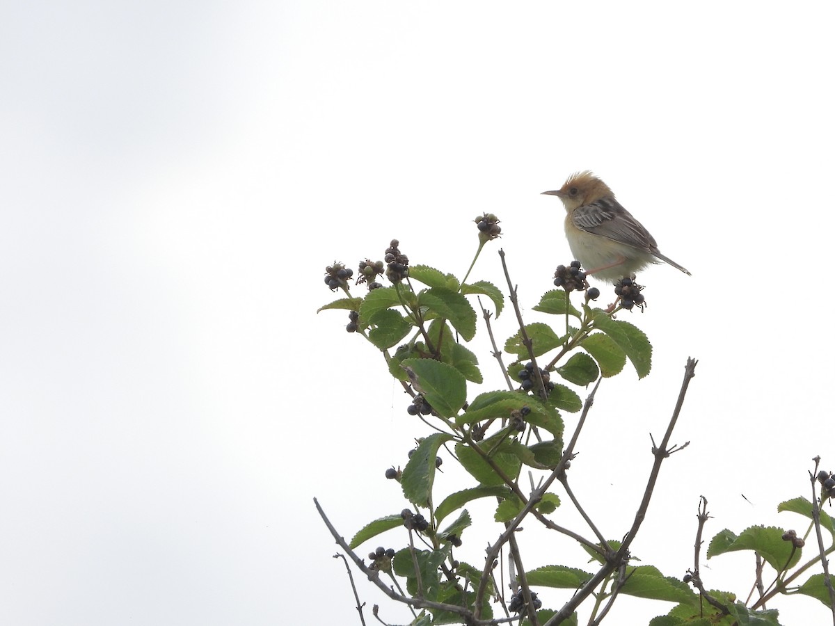 gyllengressanger - ML646888026