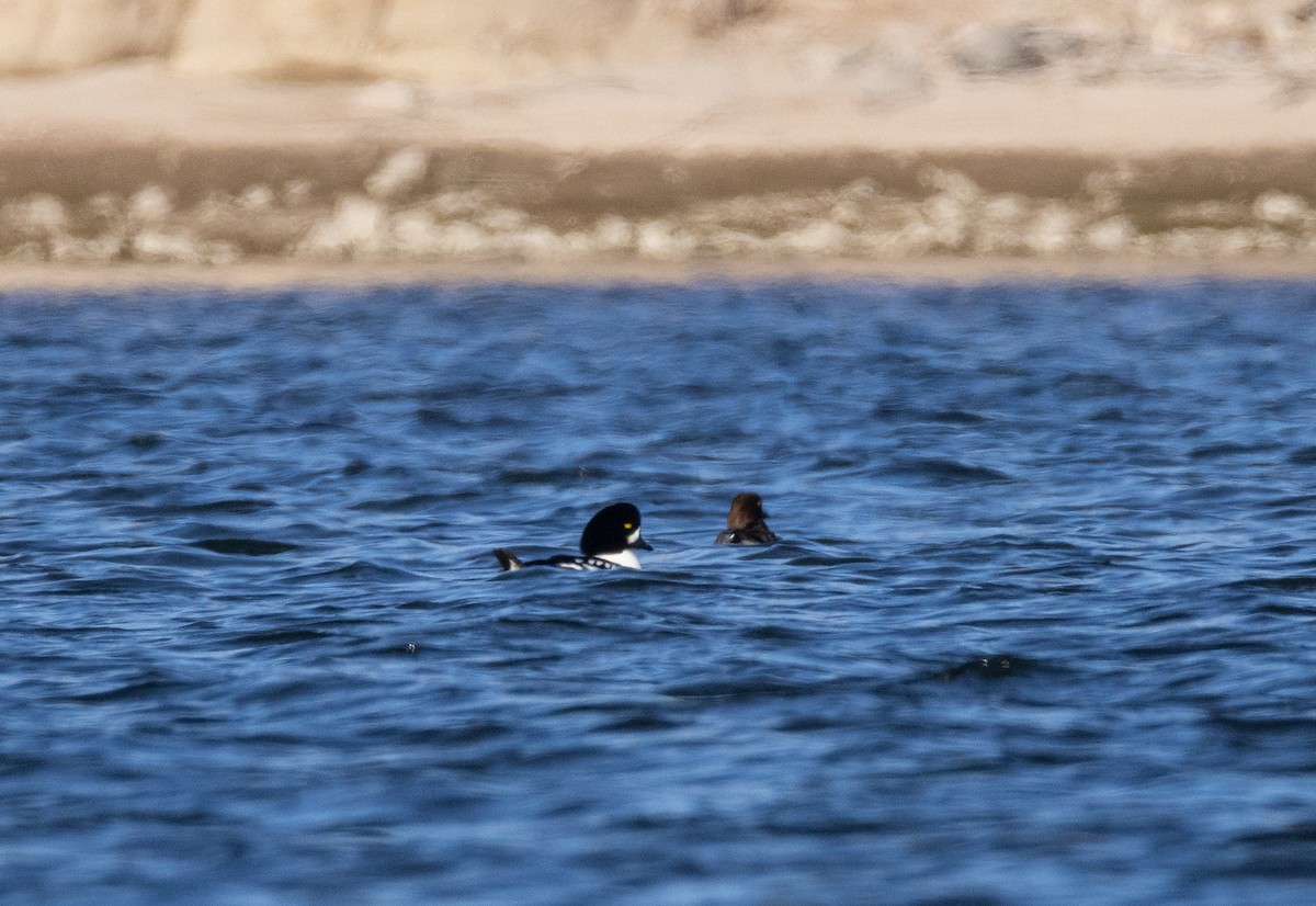 Barrow's Goldeneye - ML646888028