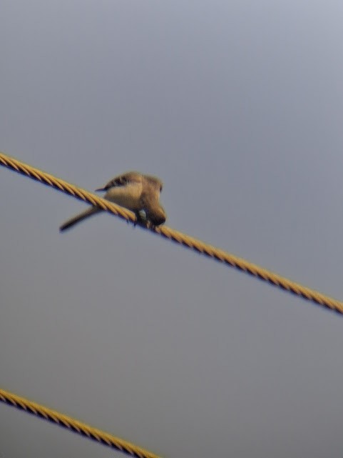 Western Yellow Wagtail - ML646888029