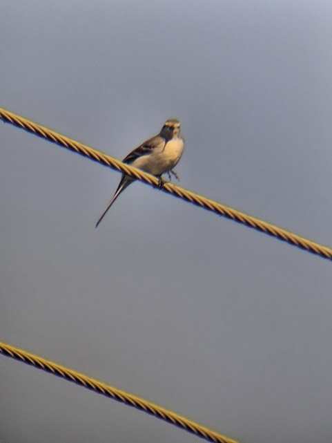 Western Yellow Wagtail - ML646888031