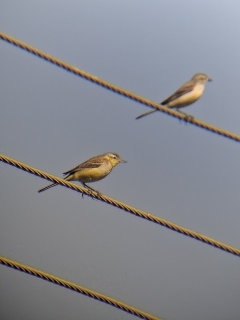 Western Yellow Wagtail - ML646888032