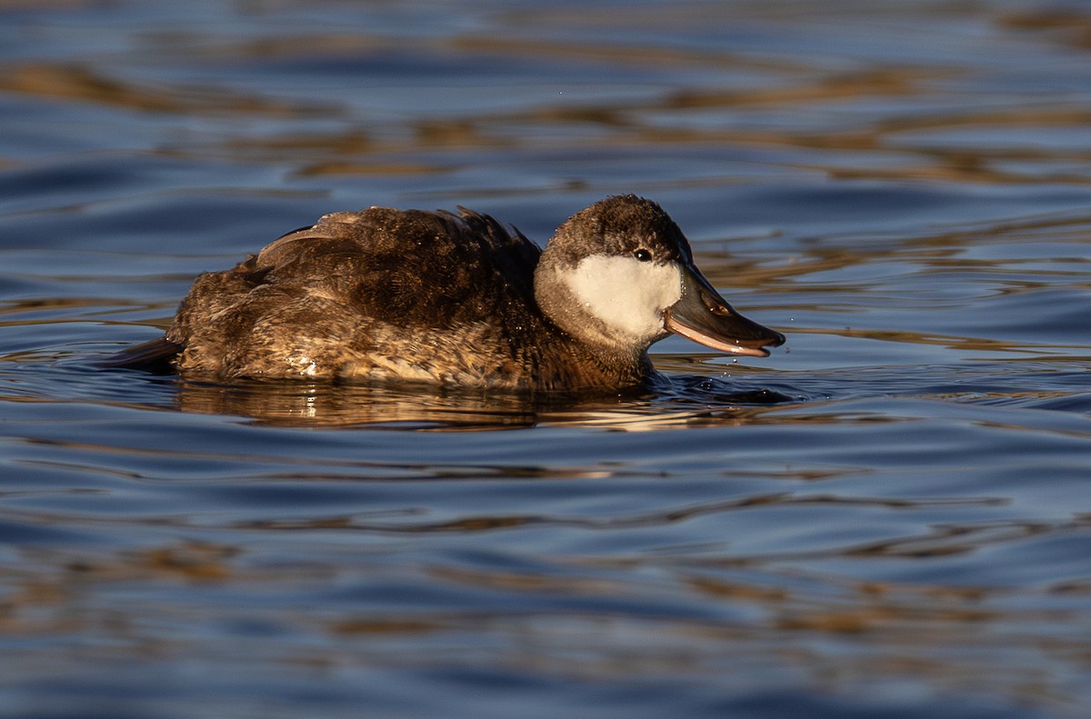 Ruddy Duck - ML646888034