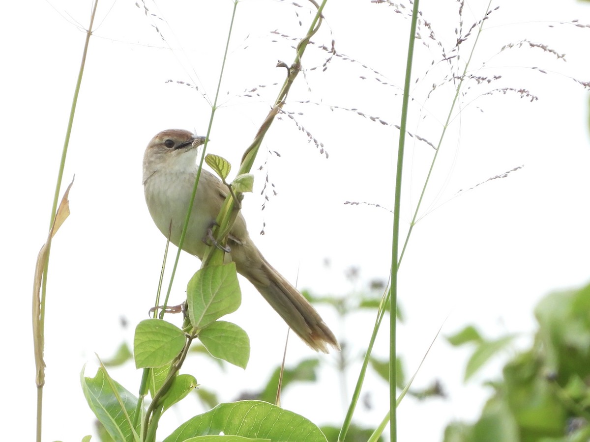 nymfesanger - ML646888035