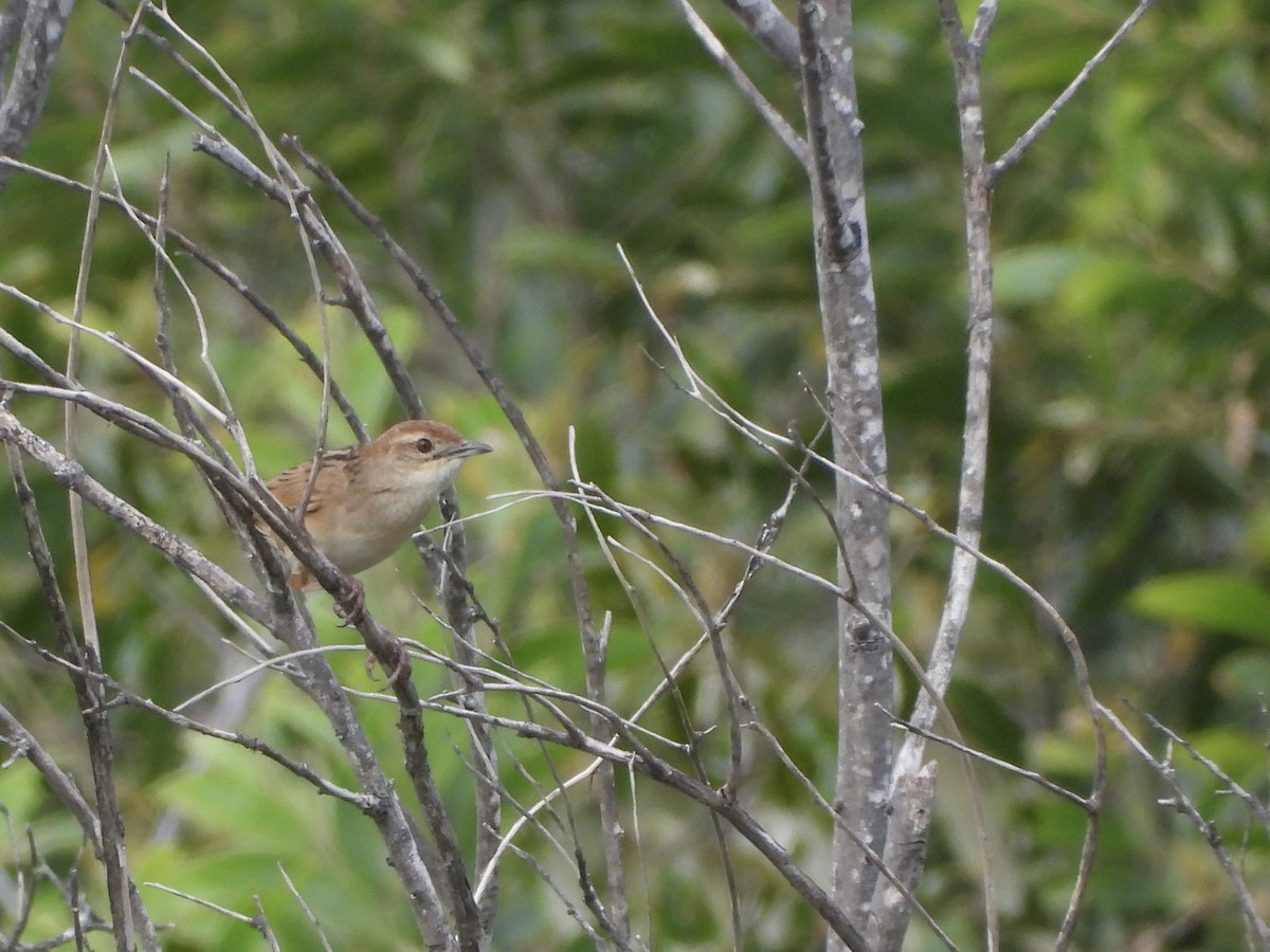 nymfesanger - ML646888036