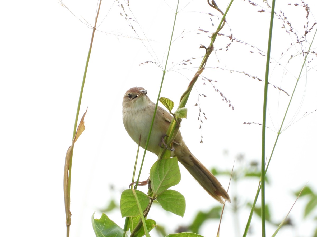 nymfesanger - ML646888037