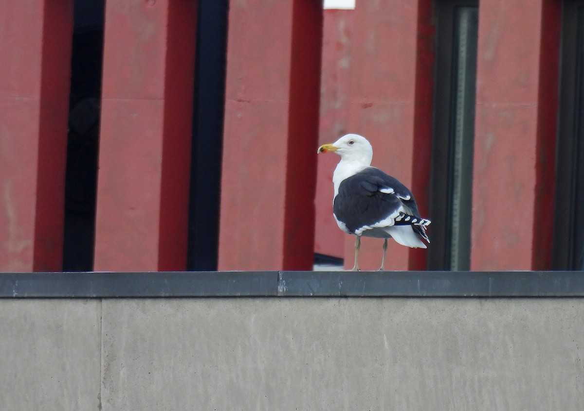 Great Black-backed Gull - ML646888038