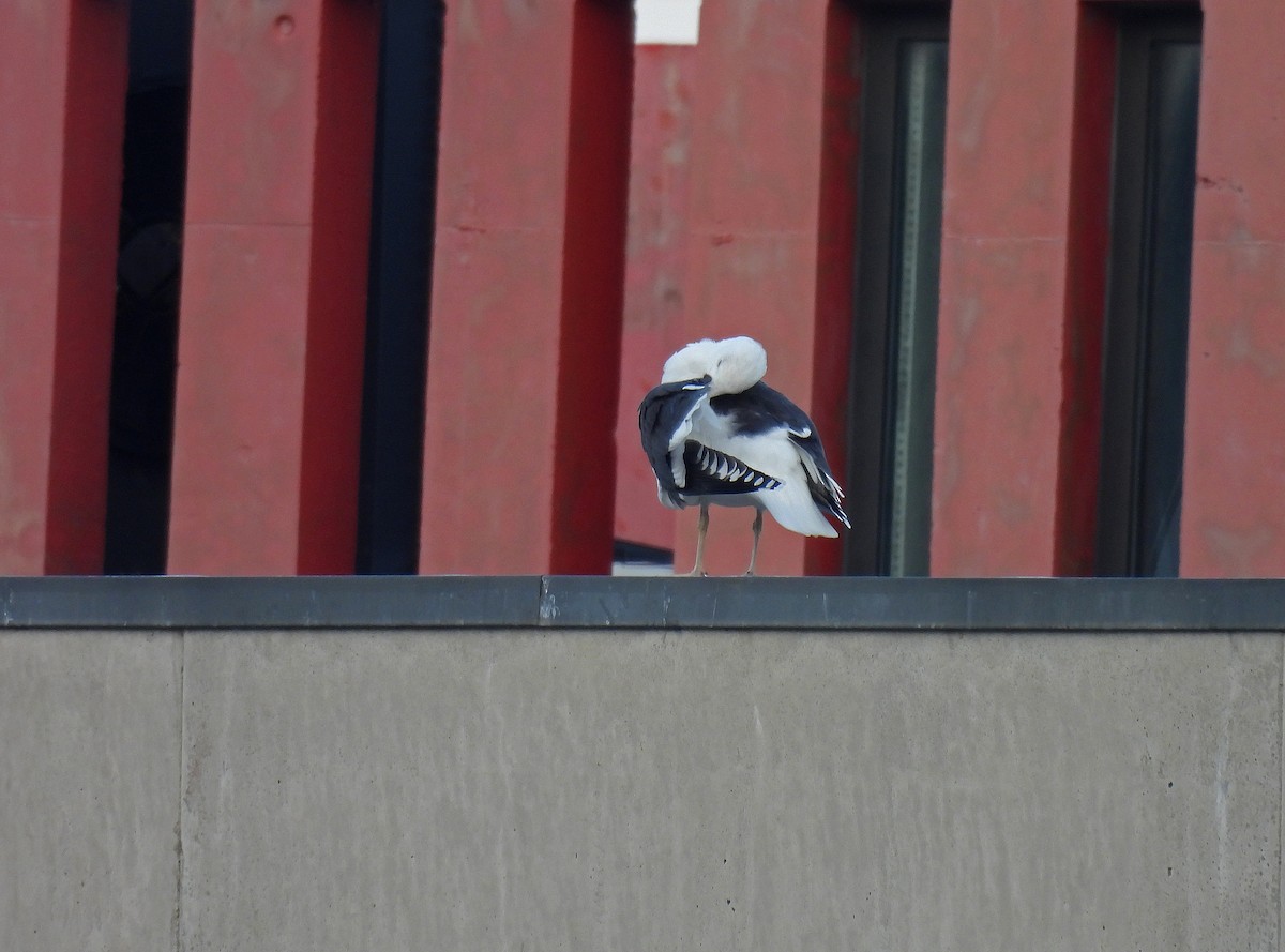 Great Black-backed Gull - ML646888039