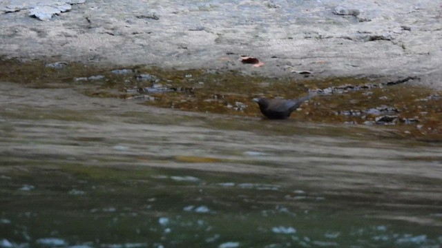 Brown Dipper - ML646888040