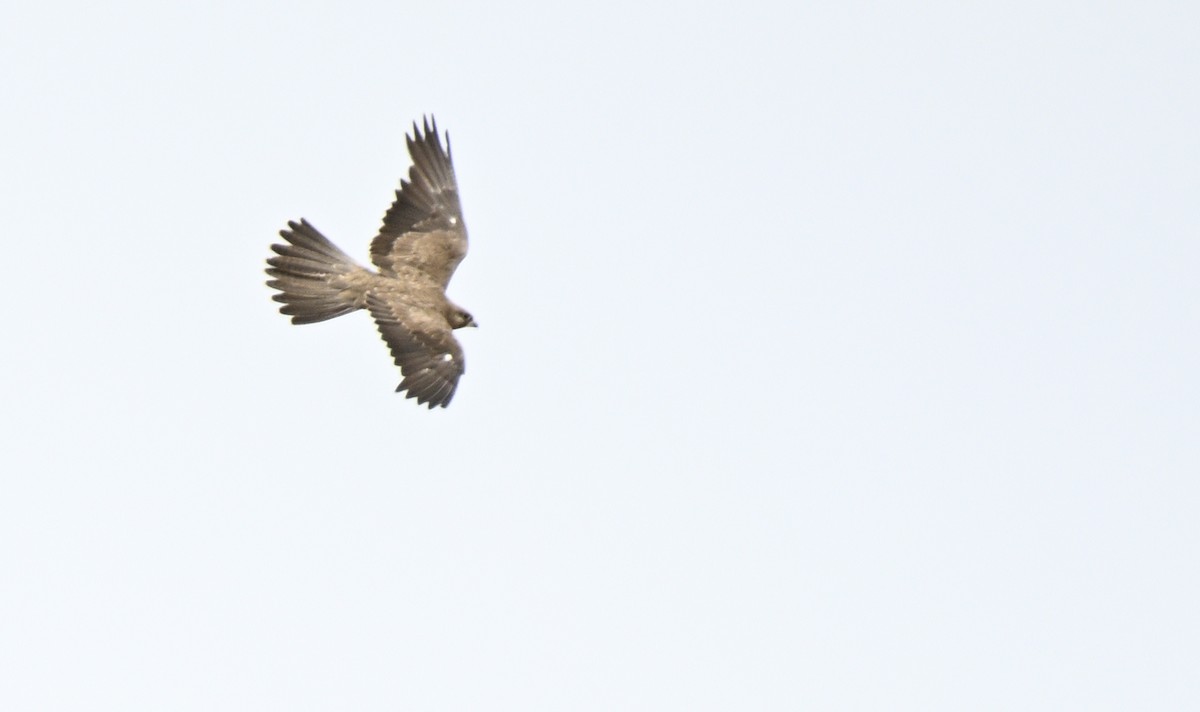 Black Falcon - ML646888042