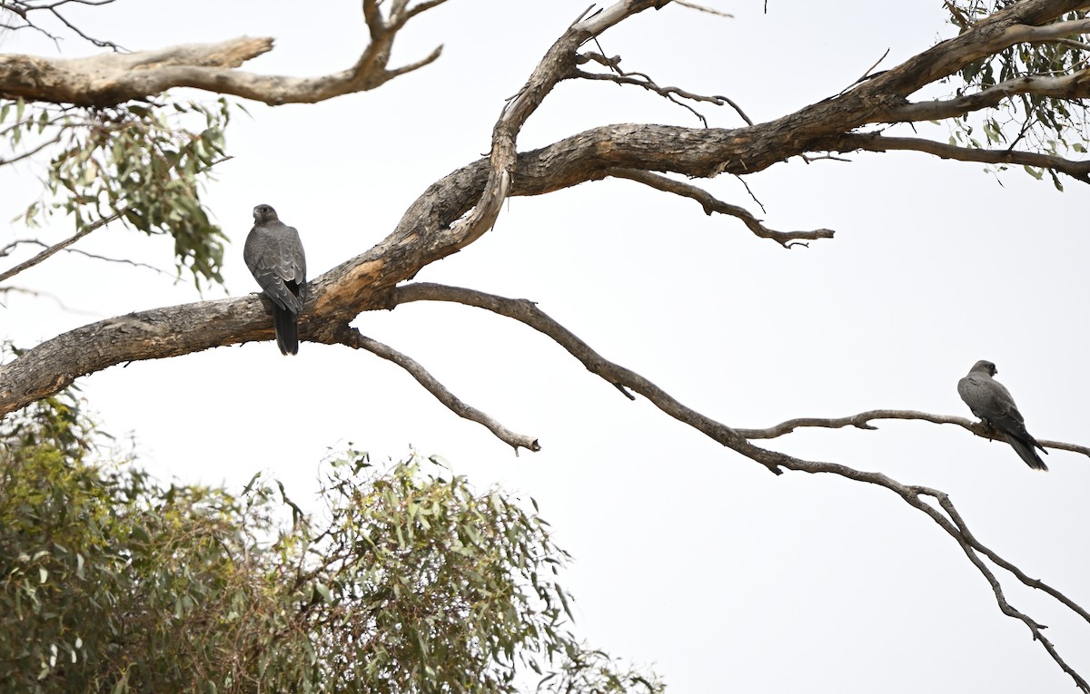 Black Falcon - ML646888045