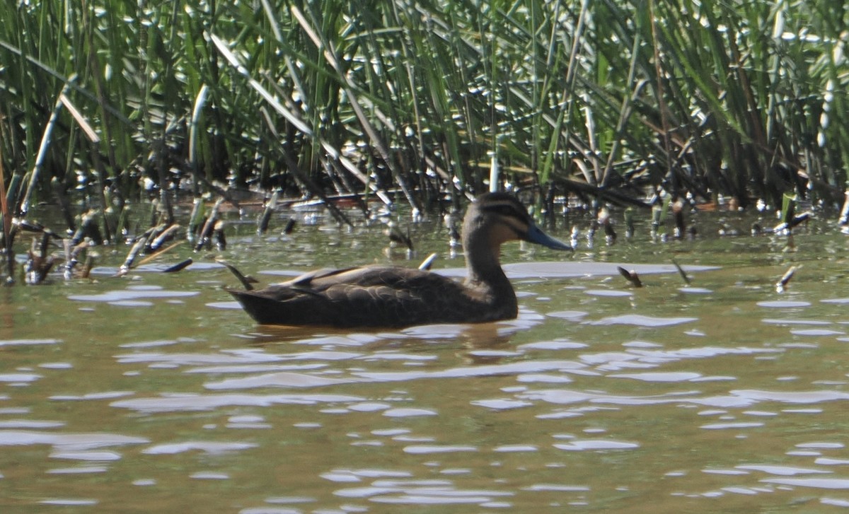 Augenbrauenente - ML646888046