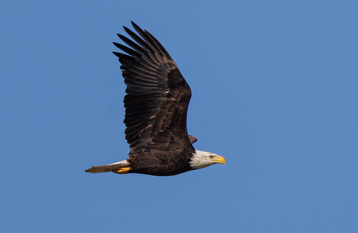 Bald Eagle - ML646888049