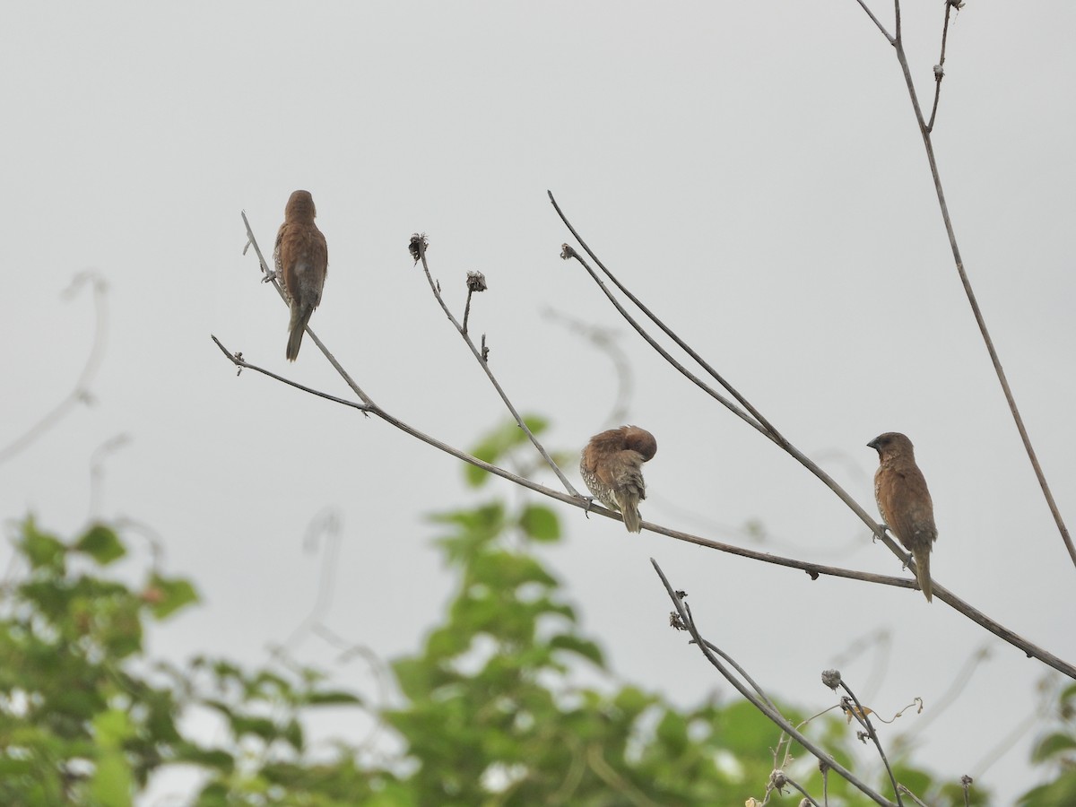 muskatnonne - ML646888051