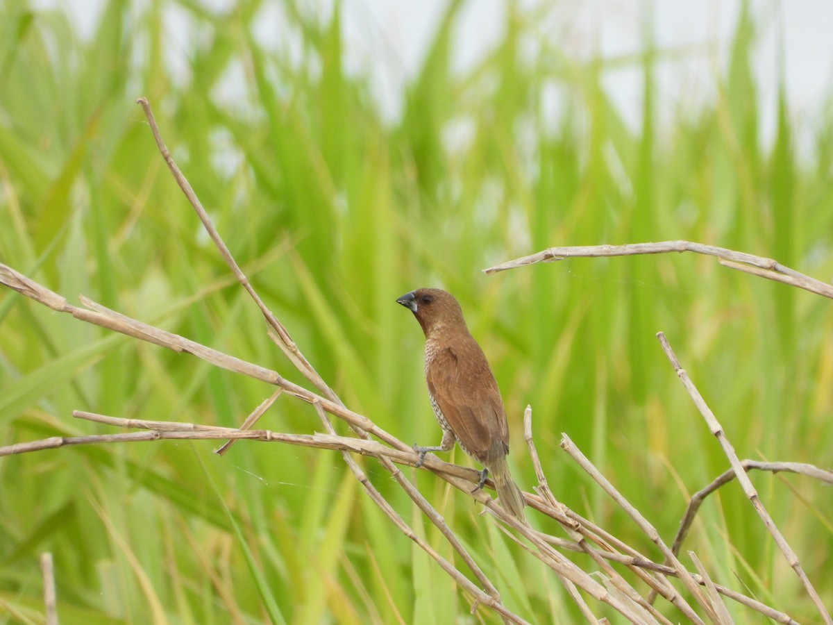 muskatnonne - ML646888052