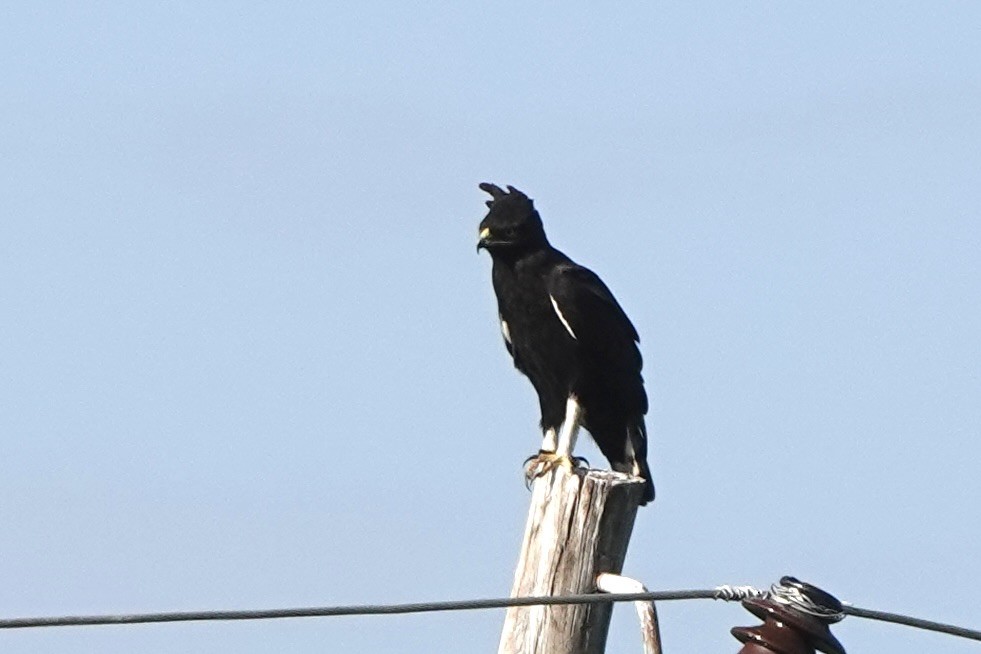 orel chocholatý - ML646888054