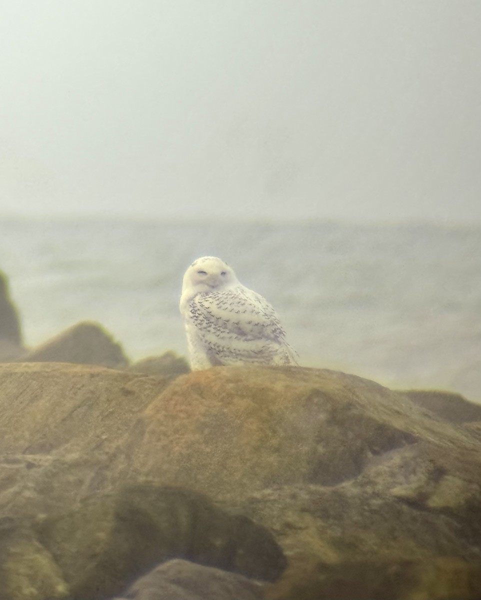 Snowy Owl - ML646888055