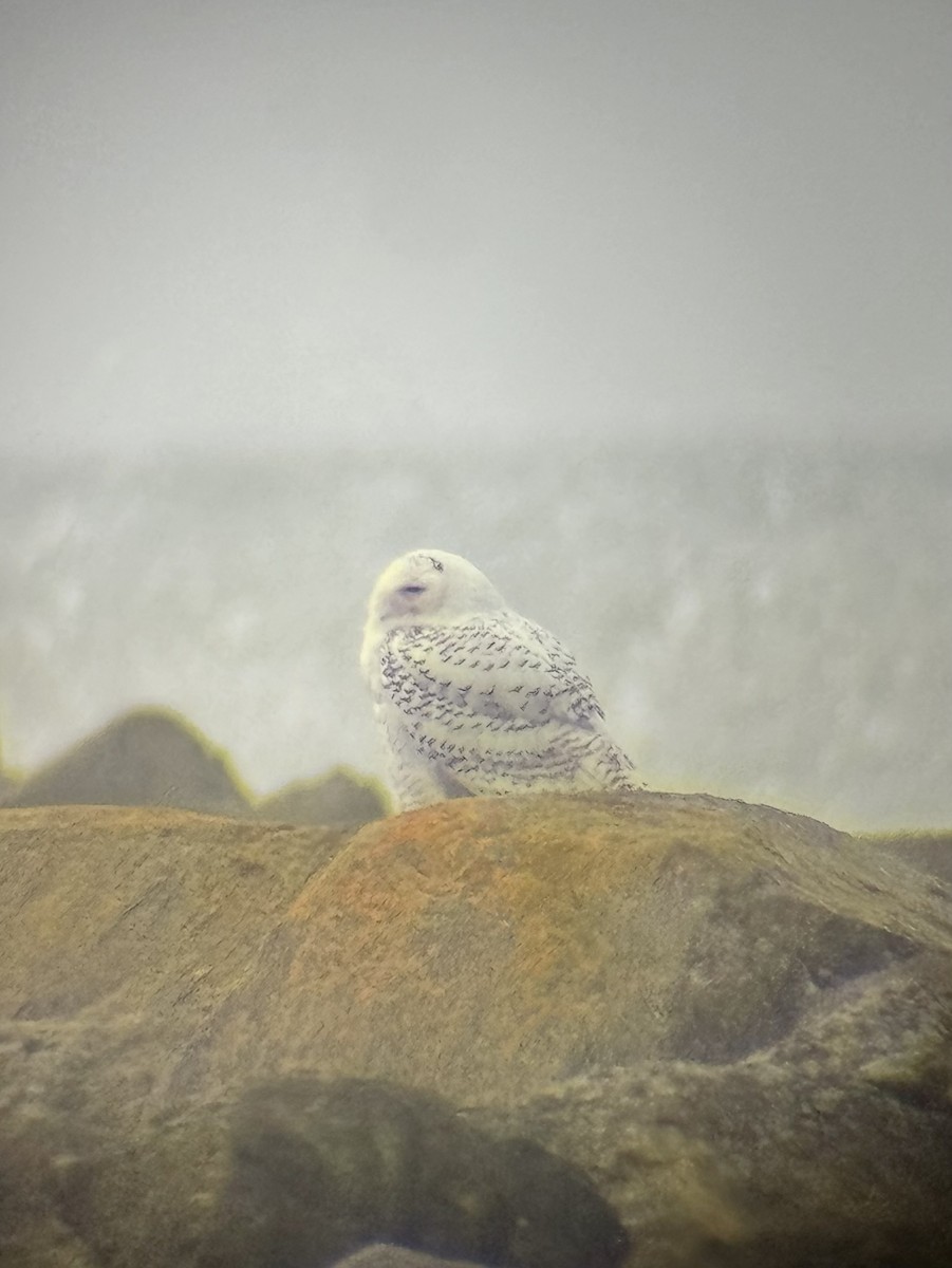 Snowy Owl - ML646888056