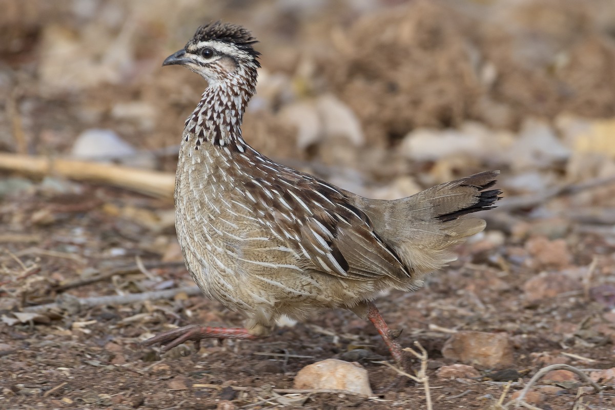 Crested Francolin - ML646888058