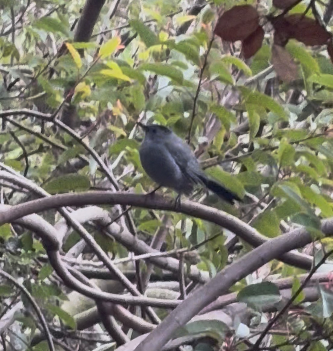 Gray Catbird - ML646888062