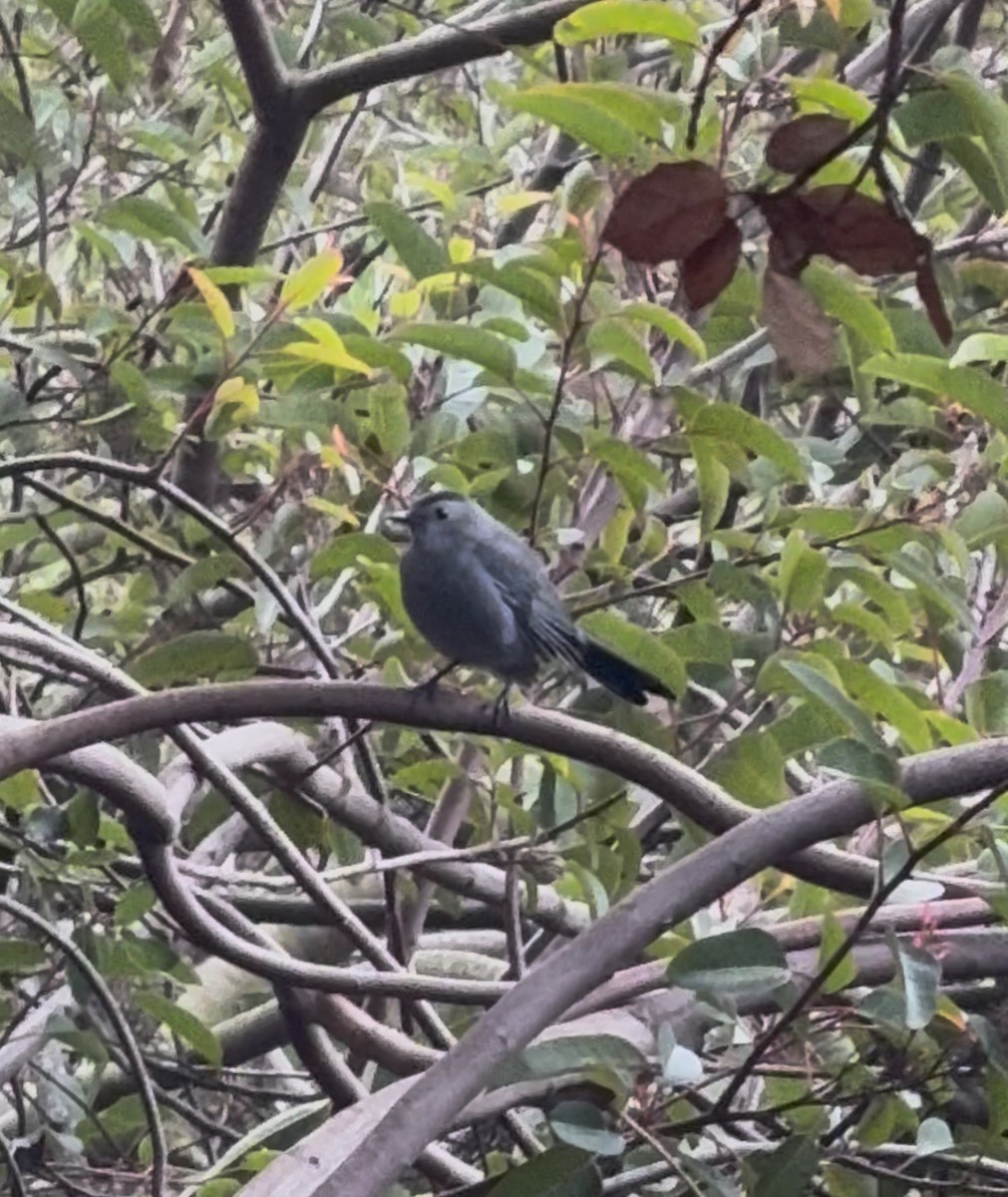 Gray Catbird - ML646888063