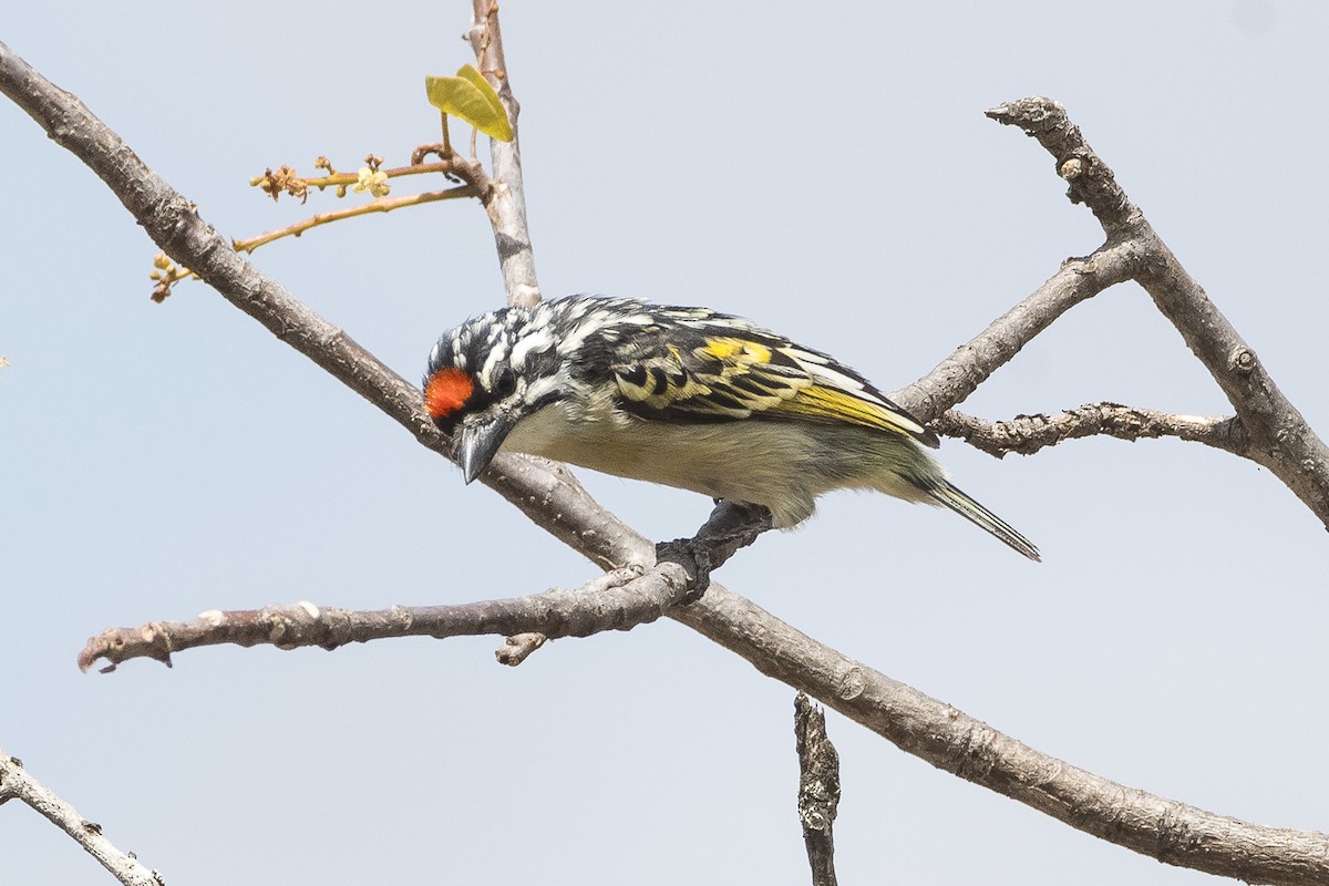 Northern Red-fronted Tinkerbird - ML646888065