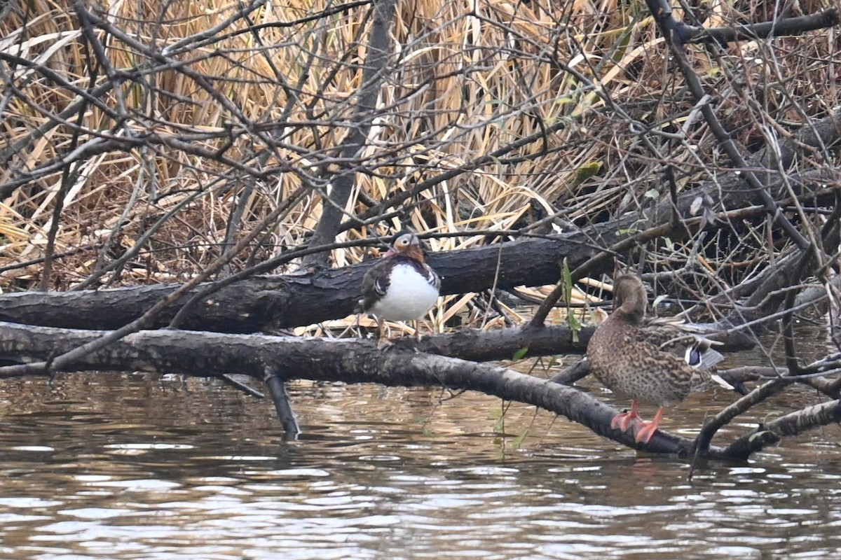 kachnička mandarínská - ML646888067