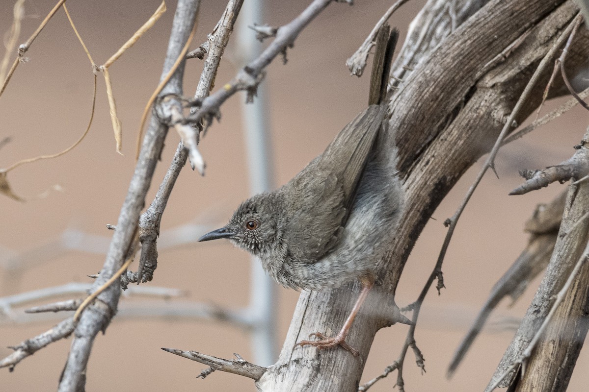 Miombo Wren-Warbler - ML646888070
