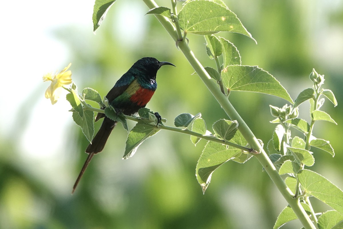 Souimanga à longue queue - ML646888071
