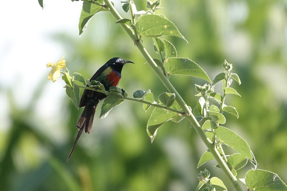 Souimanga à longue queue - ML646888074