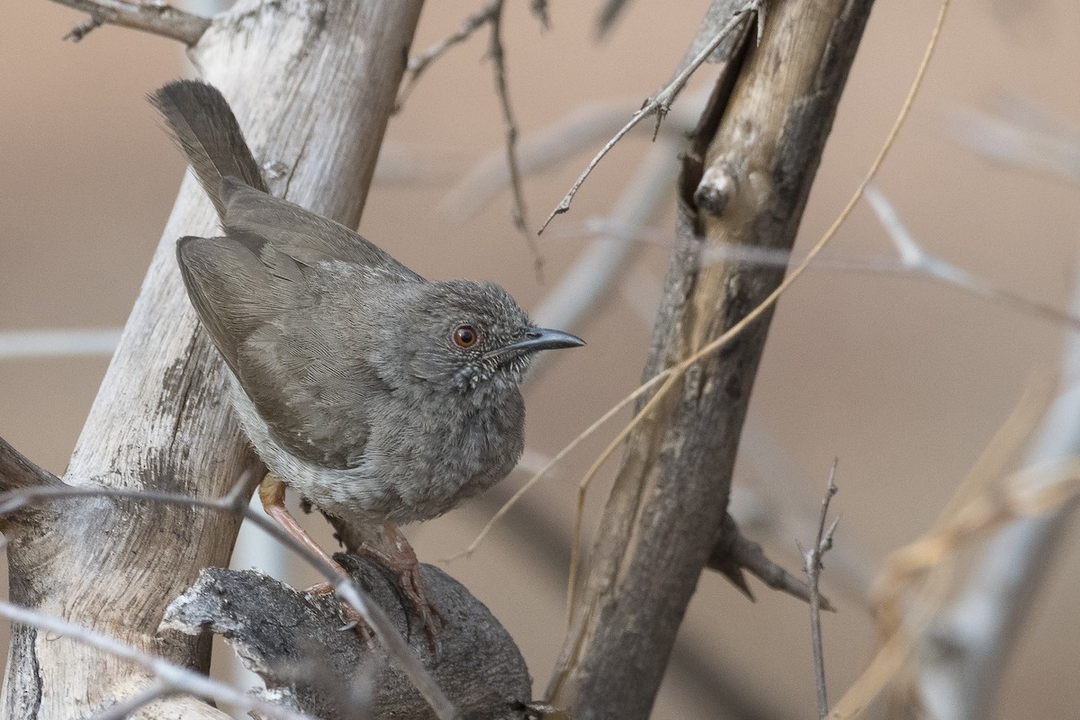 Miombo Wren-Warbler - ML646888076