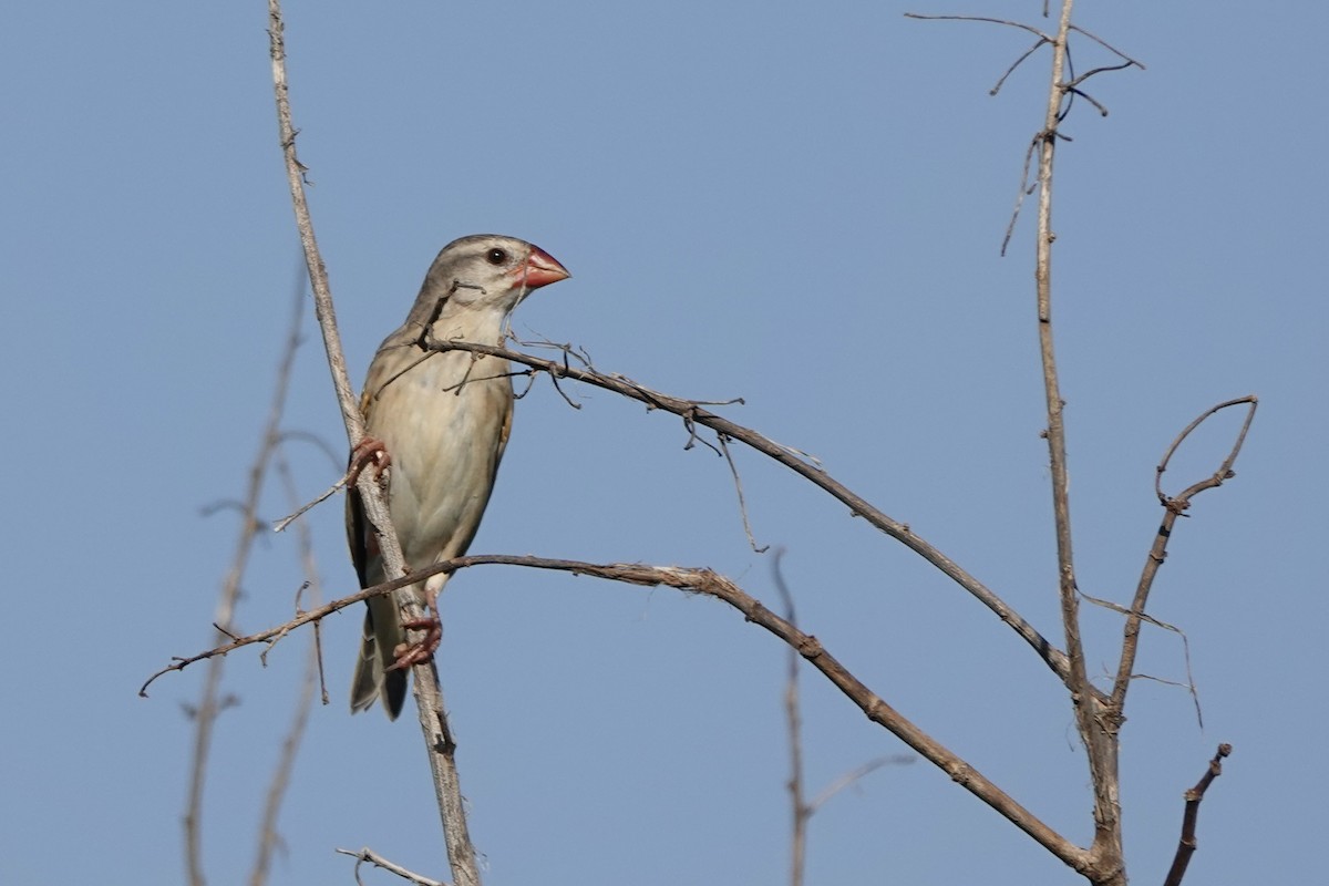 Kelea mokogorria - ML646888083