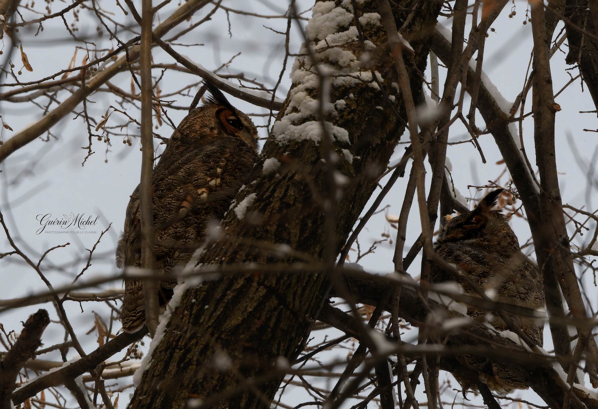Great Horned Owl - ML646888085
