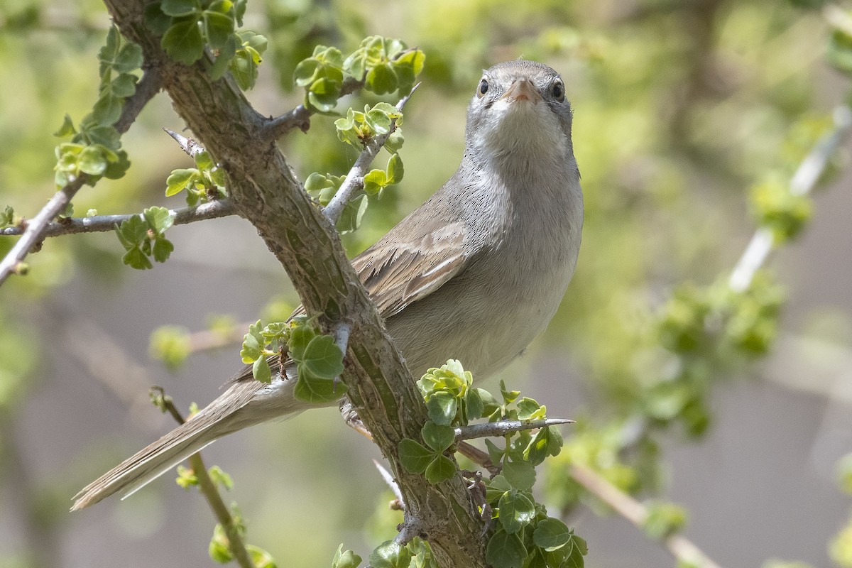 Greater Whitethroat - ML646888087