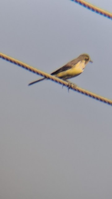 Western Yellow Wagtail - ML646888090