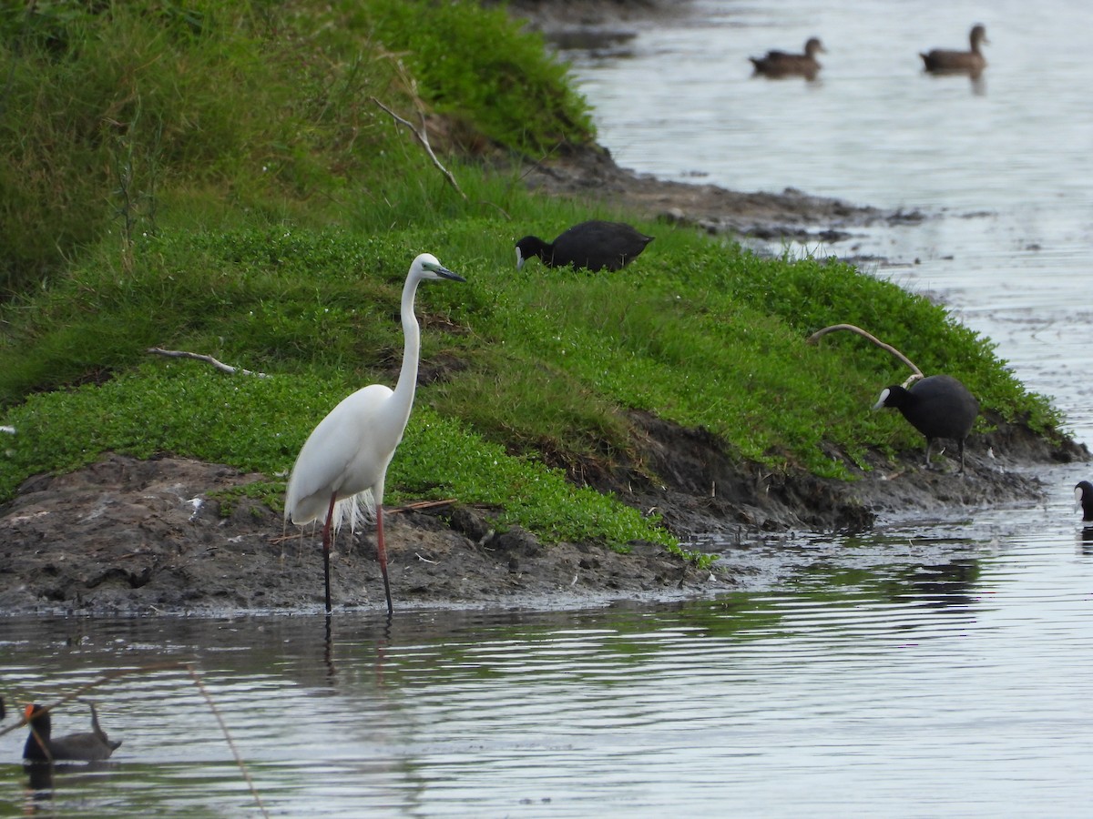 egretthegre - ML646888094