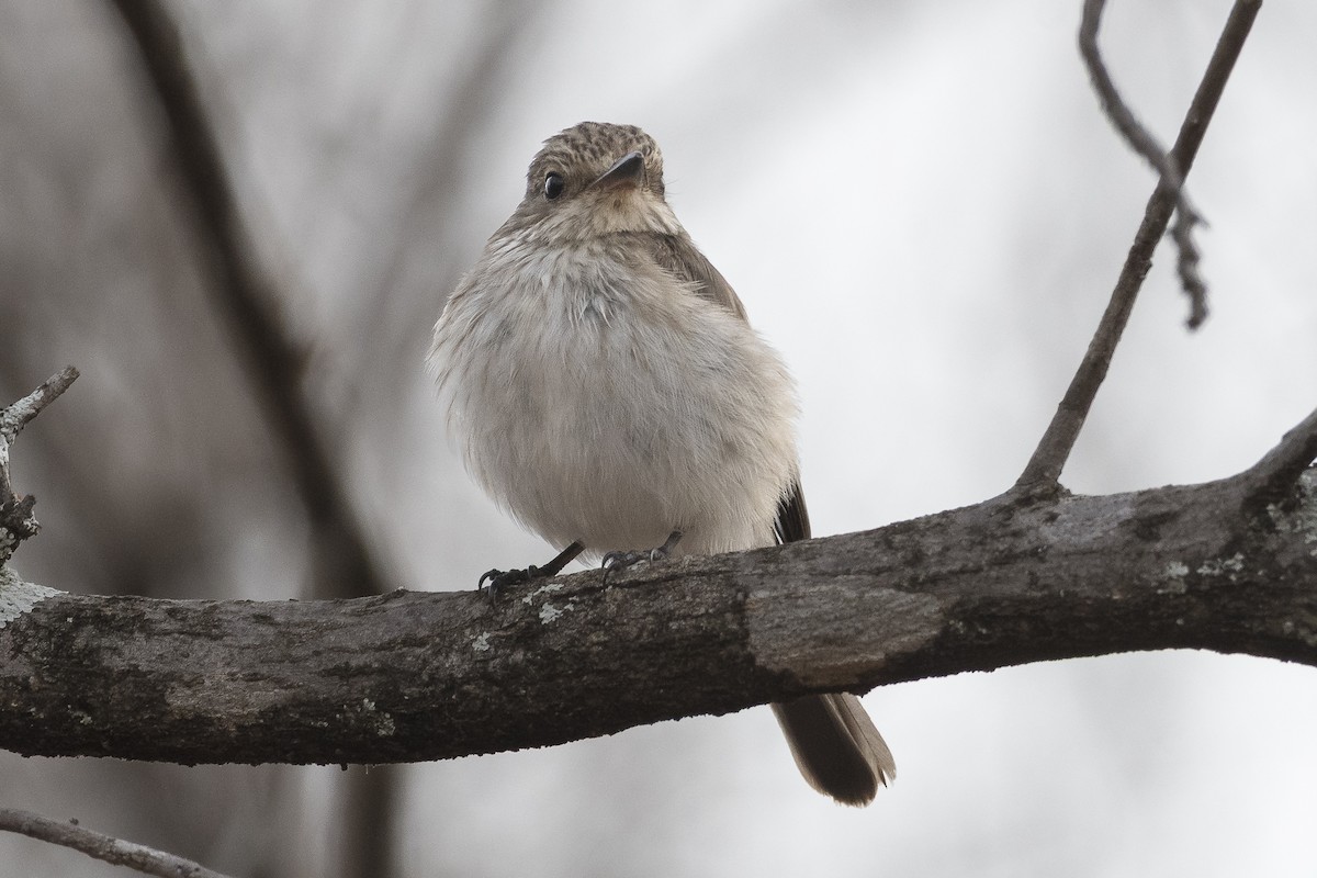 Spotted Flycatcher - ML646888099