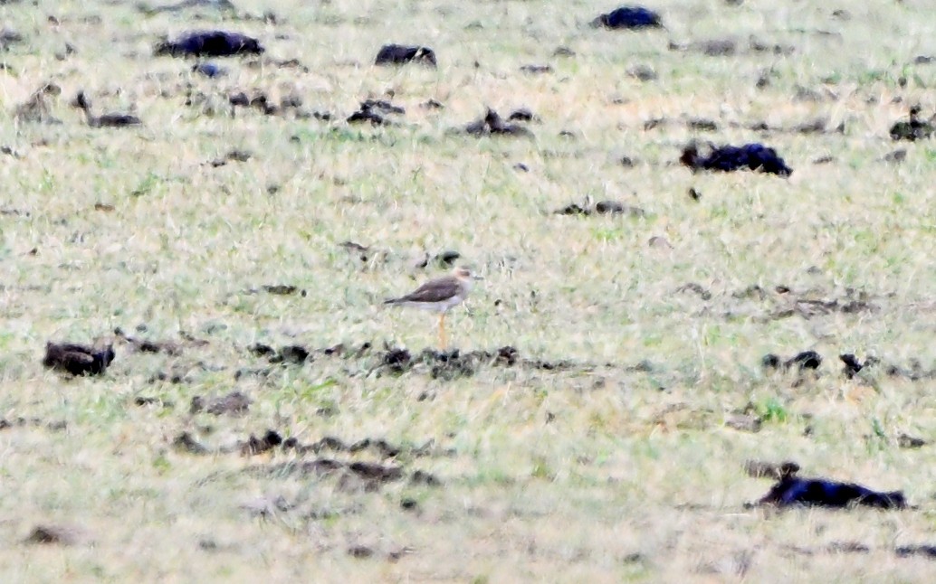 Пісочник довгоногий - ML646888104