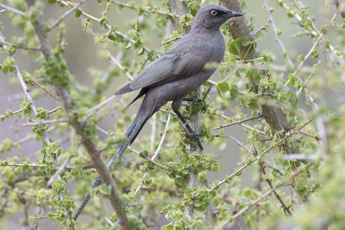 Ashy Starling - ML646888105