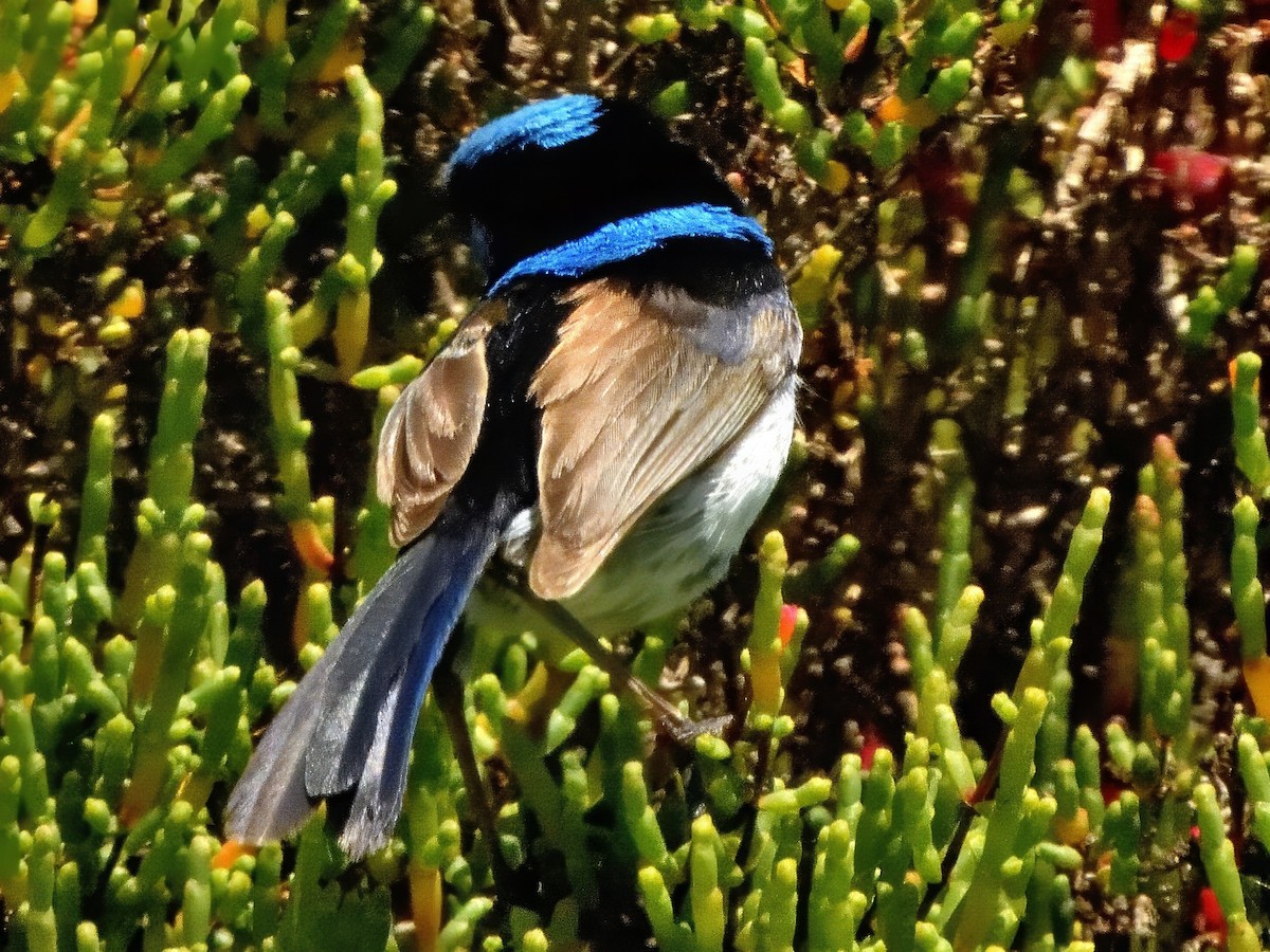 Mérion superbe - ML646888107