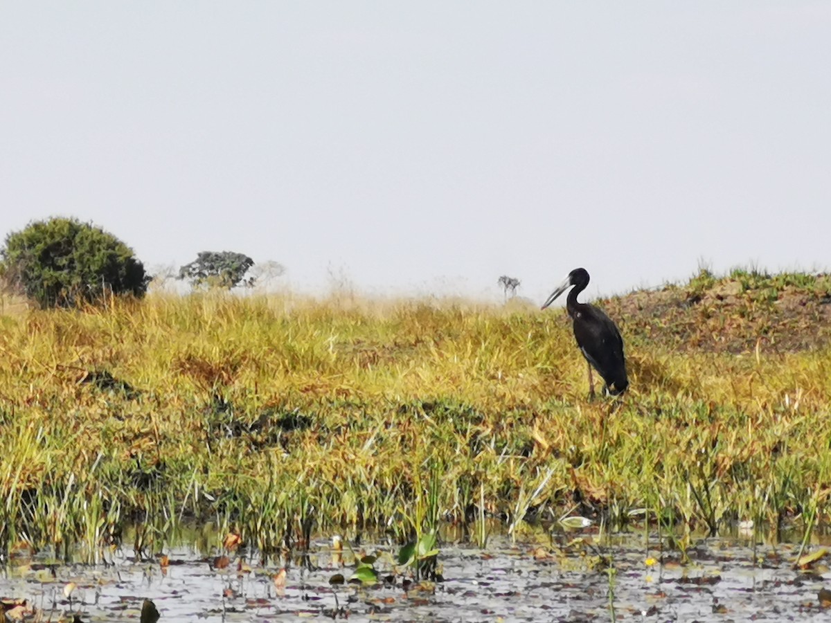 Лелека-молюскоїд африканський - ML646888108