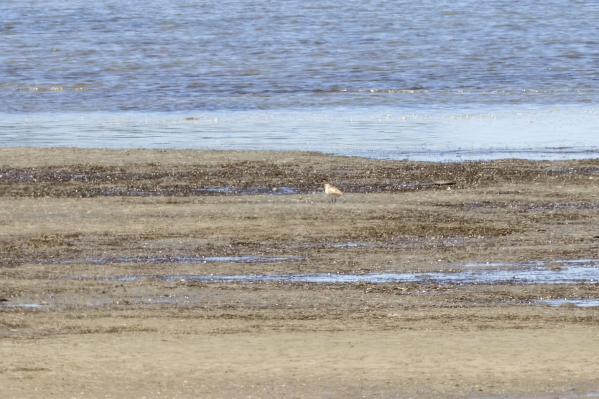 Red-breasted Dotterel - ML646888119