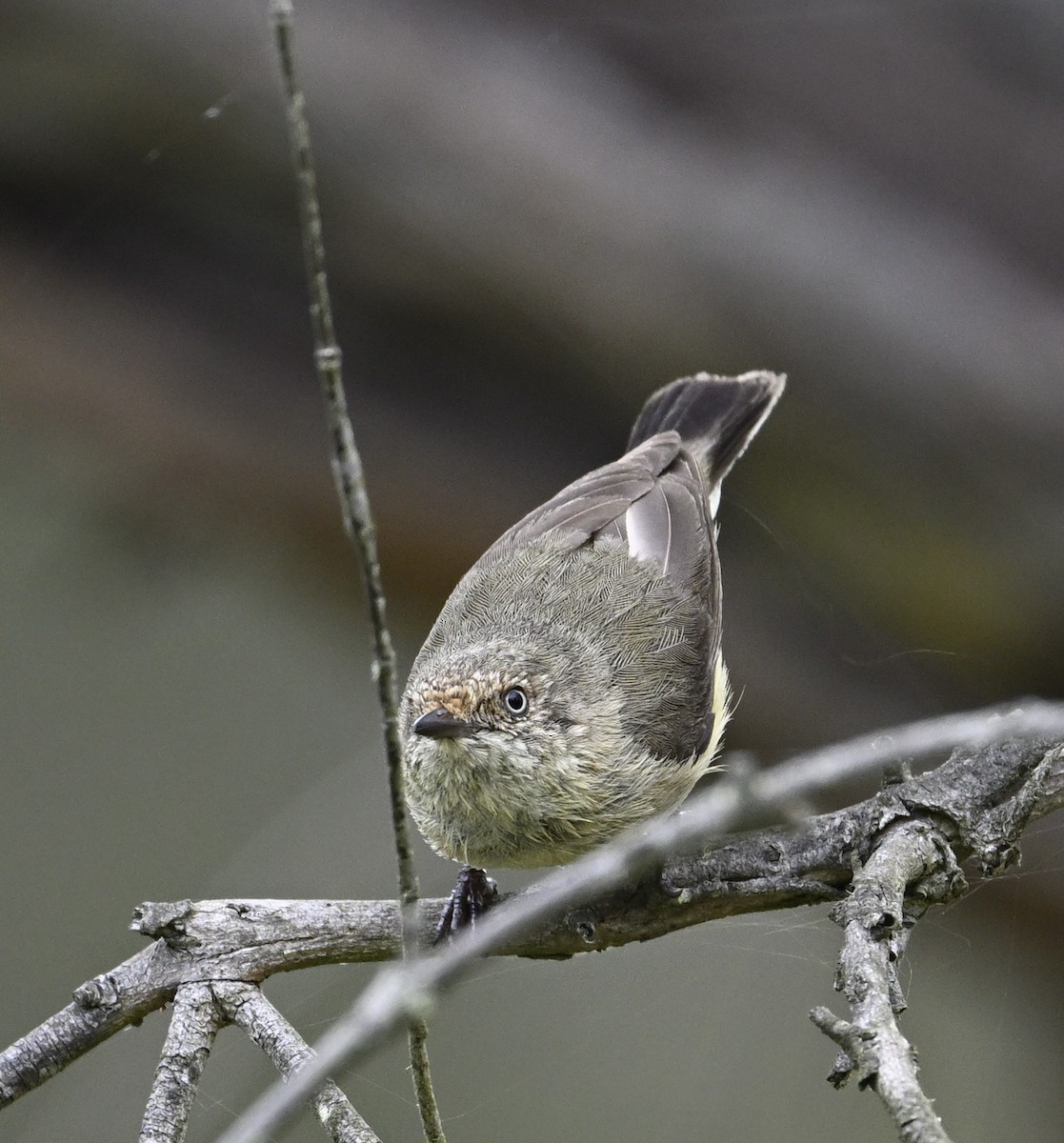 Шиподзьоб золотомушковий - ML646888120