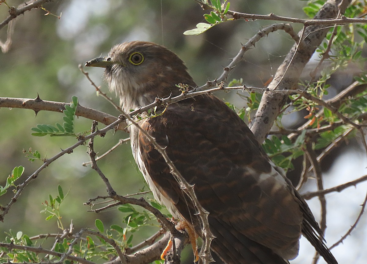 Common Hawk-Cuckoo - ML646888126