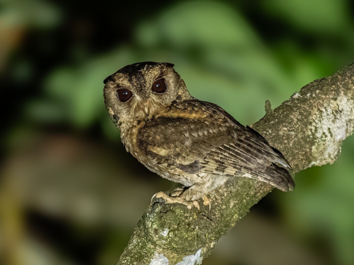 Indien-Zwergohreule - ML646888128