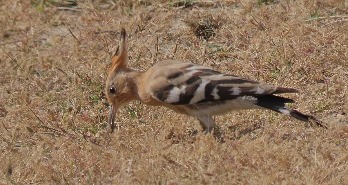 ヤツガシラ - ML646888129