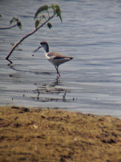 Black-winged Stilt - ML646888139