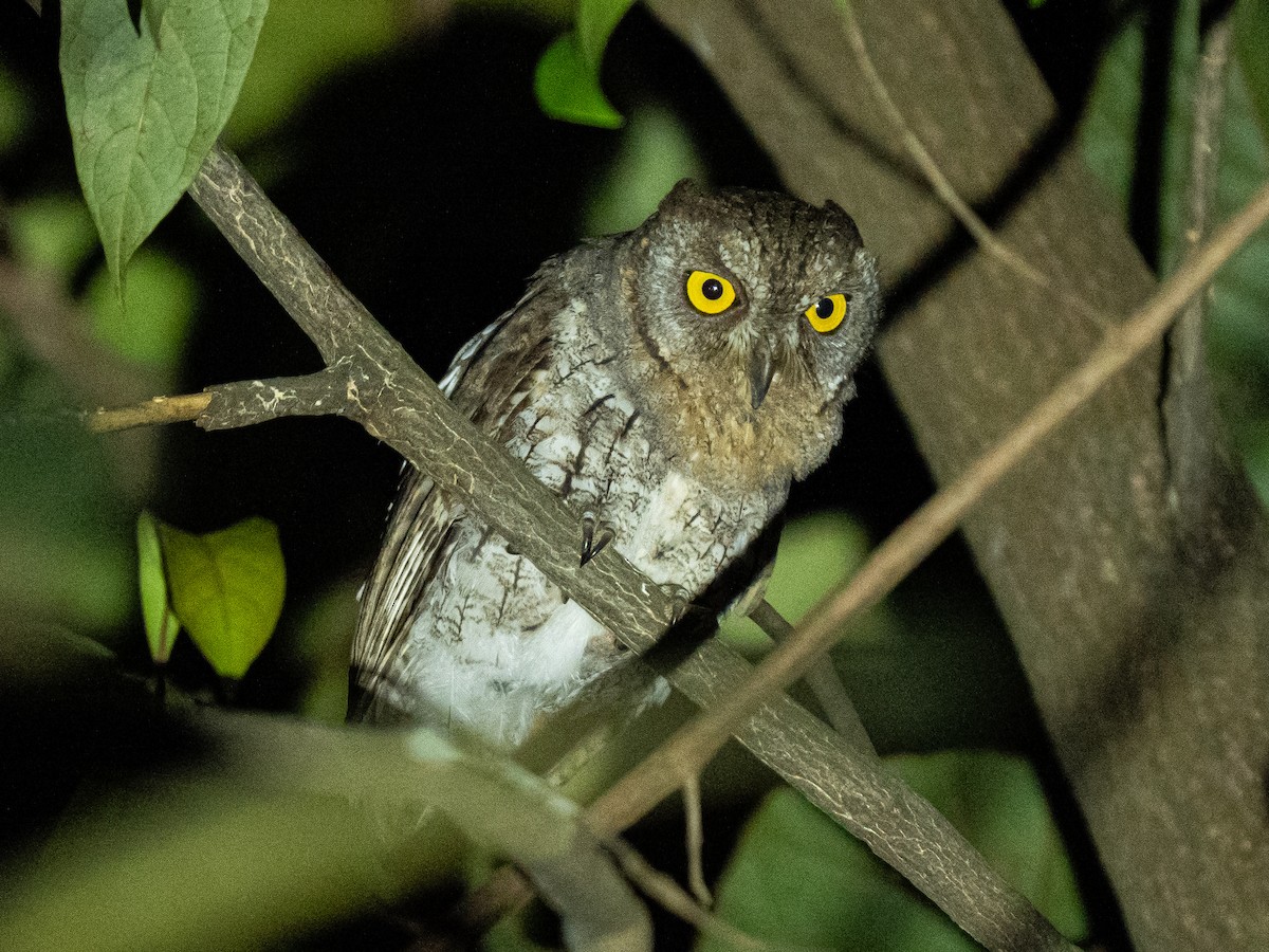 Orient-Zwergohreule - ML646888140