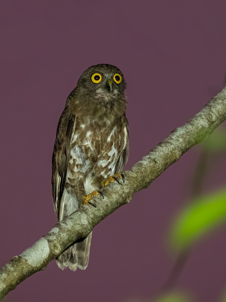 Falkenkauz - ML646888141